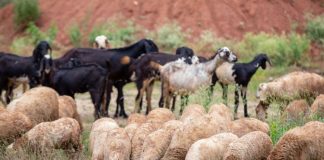 Vaccinuri împotriva pestei micilor rumegătoare și variolei ovine și caprine