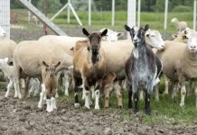 ACȚIUNE DE INFORMARE A CRESCĂTORILOR DE OVINE ȘI CAPRINE ȘI DE INSTRUIRE A MEDICILOR VETERINARI DE LIBERĂ PRACTICĂ LA DSVSA OLT