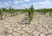 Proiect de HG pentru modificarea și completarea HG nr. 751/2026 privind acordarea unui sprijin financiar de urgenţă în agricultură