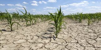 Proiect de HG pentru modificarea și completarea HG nr. 751/2026 privind acordarea unui sprijin financiar de urgenţă în agricultură