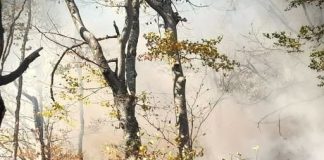Imbunătățirea normelor pentru incendiile de pădure