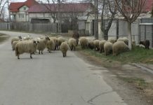 DOI TINERI ARESTAȚI PENTRU FURT DE OI