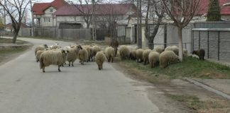 DOI TINERI ARESTAȚI PENTRU FURT DE OI