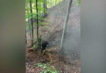 Situația incendiilor de vegetație și fond forestier complexe, înregistrate în județele Caras-Severin și Vâlcea