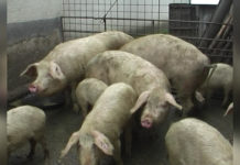 Trichineloza, o boală gravă – provocată de consumul de carne crudă sau insuficient preparată termic