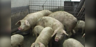 Trichineloza, o boală gravă – provocată de consumul de carne crudă sau insuficient preparată termic