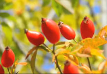 PLANTELE MEDICINALE ȘI MĂCEȘELE – MINĂ DE AUR PENTRU PĂDURARI