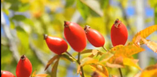 PLANTELE MEDICINALE ȘI MĂCEȘELE – MINĂ DE AUR PENTRU PĂDURARI