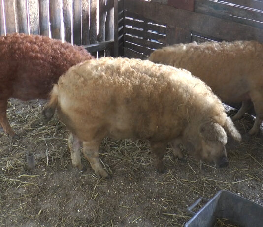 Florin Barbu anunță deschiderea unui nou program destinat crescătorilor de porci