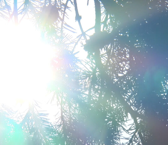 SIGURANȚA ÎN PERIOADA CANICULARĂ