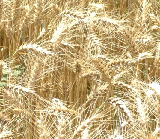 PRODUCȚIE DE CALITATE LA CEREALE, ÎN OLT