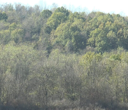 DEZINTERES PENTRU ÎNFIINȚAREA PĂDURILOR