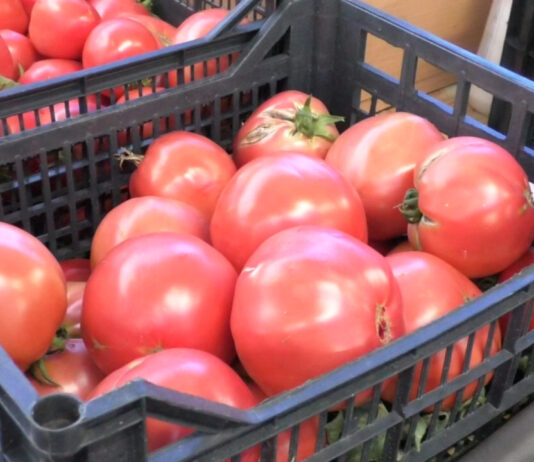 LEGUME PUȚINE, PREȚURI PE MĂSURĂ