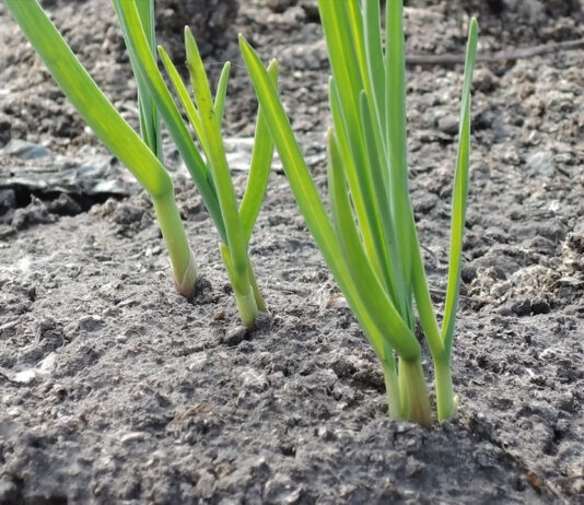 AȘTEAPTĂ STARTUL PENTRU USTUROI