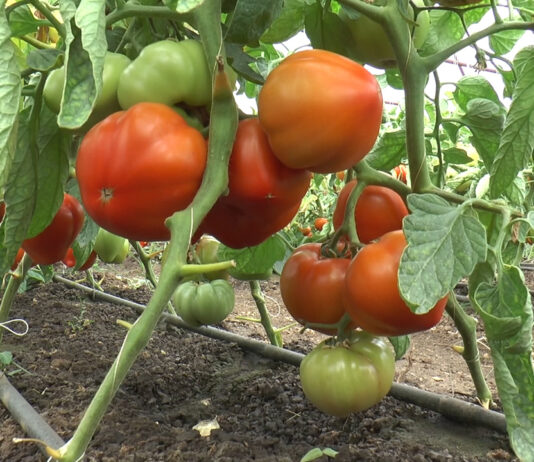 LEGUMICULTORII S-AU REACTIVAT… PE TOMATE