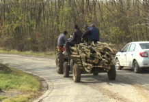 CU OCHII PE AFACERILE CU LEMNE