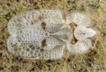 SLATINA INVADATĂ DE TIGRII PLATANULUI