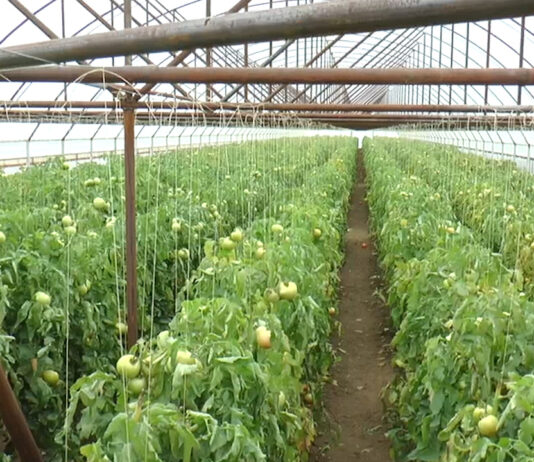 LEGUMICULTORII AU AJUTOR DE LA MINISTER