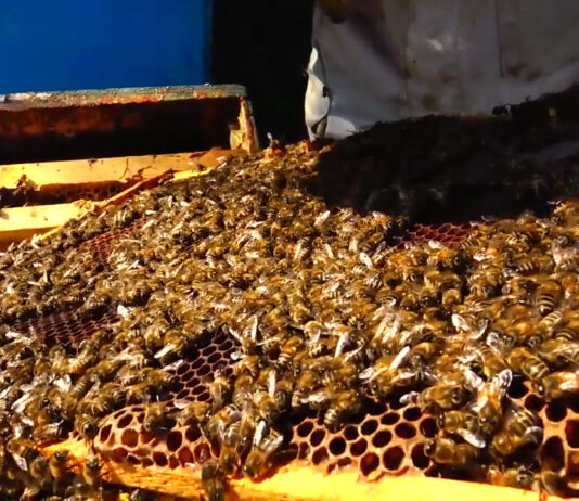 APICULTORII AU PRIMIT BANII