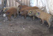 SUBVENȚII PENTRU CRESCĂTORII DE PORCI