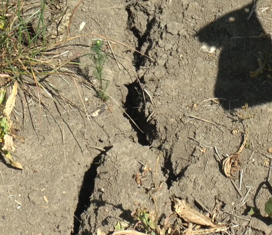 CULTURI COMPROMISE DE SECETĂ