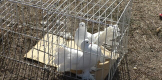 TÂRGUL DE PORUMBEI, EVENIMENT ÎNCUNUNAT CU SUCCES