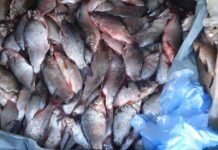 Peste 500 de kilograme de pește confiscate de polițiști