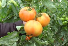 Legumicultorii pot să se înscrie în Programul ‘Tomata’ până la 15 mai