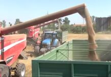 Ion Anuța: „Avem grâu pentru a hrăni populația 7 luni, fără a intra în rezerva de stat”