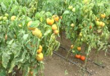 600 de olteni s-au înscris în Programul TOMATA