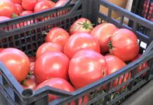 Legumicultorii olteni nu renunță la Programul ‘Tomata’