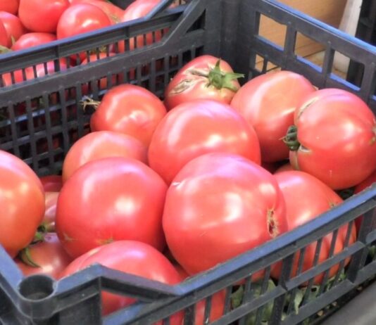 Legumicultorii olteni nu renunță la Programul ‘Tomata’