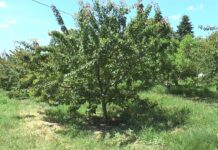 Problemele pomicultorilor nu s-au încheiat odată cu iarna