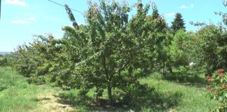 Problemele pomicultorilor nu s-au încheiat odată cu iarna