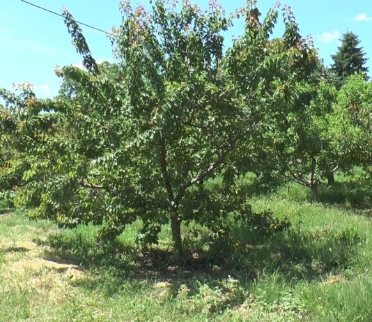 Problemele pomicultorilor nu s-au încheiat odată cu iarna