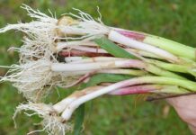 Număr RECORD de olteni înscriși în Programul ‘Usturoiul’