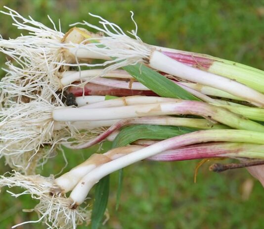 Număr RECORD de olteni înscriși în Programul ‘Usturoiul’