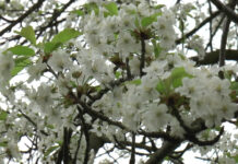 POMICULTORII FAC NOPȚI ALBE, ÎN LIVEZI