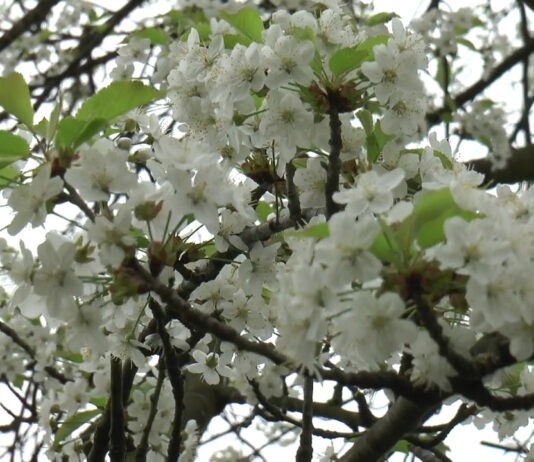 POMICULTORII FAC NOPȚI ALBE, ÎN LIVEZI