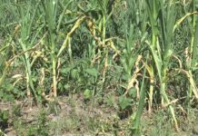 Ploile au adus și probleme în câmp