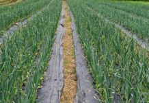 Peste 200 de olteni au mizat pe cultura de usturoi