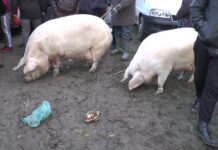 În Olt, pesta porcină africană a fost eradicată