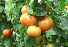 Mii de olteni vor beneficia de cei 3.000 de euro din Programul ‘Tomata’