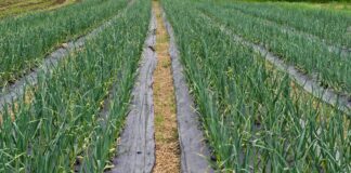 Oltenii au mizat pe USTUROI, în 2020