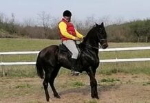 Criza începe să fie resimțită în Olt. Haiducul din Bobicești nu mai poate să își întrețină caii