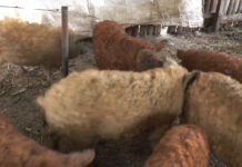 OROS RESUSCITEAZĂ „MANGALIȚA”