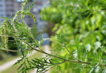 30 IUNIE, DATA PÂNĂ LA CARE AR TREBUI ERADICATĂ AMBROZIA