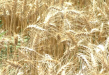 A ÎNCEPUT CAMPANIA DE RECOLTARE A GRÂULUI