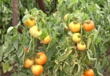 LEGUMICULTORII CER AJUTOR LUI OROS ȘI ORBAN