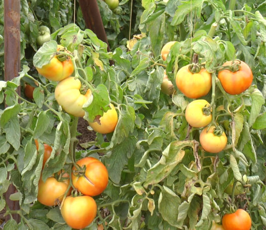 LEGUMICULTORII CER AJUTOR LUI OROS ȘI ORBAN